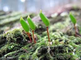 Attēlu rezultāti vaicājumam “Buxbaumia viridis”