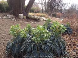 Image result for Helleborus foetidus