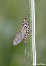 Attēlu rezultāti vaicājumam “Siphlonurus”