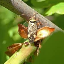 Attēlu rezultāti vaicājumam “Rhabdomiris striatellus”