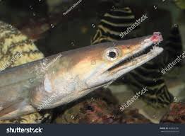 Image result for Conger conger