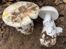 Attēlu rezultāti vaicājumam “Craterium leucocephalum stalked”