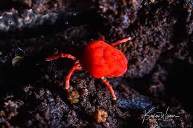 Attēlu rezultāti vaicājumam “Trombidiidae”