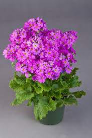 Image result for Primula malacoides