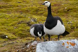 Attēlu rezultāti vaicājumam “Branta leucopsis”