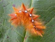 Attēlu rezultāti vaicājumam “Acronicta aceris larva”