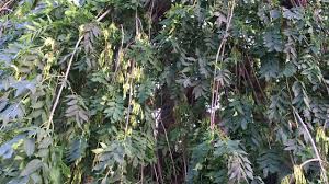 Attēlu rezultāti vaicājumam “Fraxinus excelsior Pendula fruit”