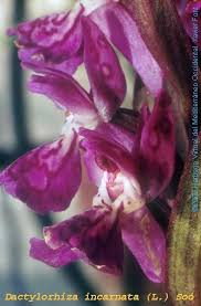 Attēlu rezultāti vaicājumam “Dactylorhiza incarnata leaf”