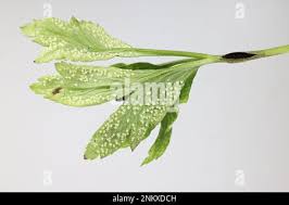 Attēlu rezultāti vaicājumam “Urocystis anemones”