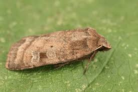 Attēlu rezultāti vaicājumam “Diarsia florida”