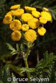 Attēlu rezultāti vaicājumam “Tanacetum vulgare flower”