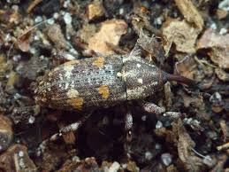 Attēlu rezultāti vaicājumam “Pissodes castaneus”