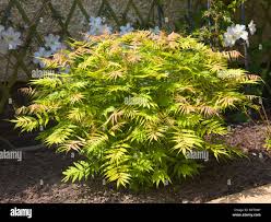 Attēlu rezultāti vaicājumam “Sorbaria sorbifolia bud”