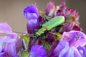 Attēlu rezultāti vaicājumam “Chrysanthia viridissima”