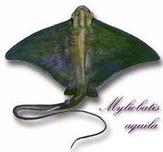 Image result for Myliobatis aquila