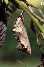 Attēlu rezultāti vaicājumam “Nymphalis polychloros upperside”