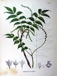 Attēlu rezultāti vaicājumam “Pterocarya fraxinifolia leaf”