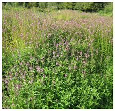 Attēlu rezultāti vaicājumam “Stachys palustris fruit”