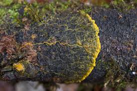 Attēlu rezultāti vaicājumam “myxomicetes”