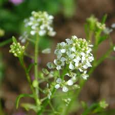 Attēlu rezultāti vaicājumam “Lepidium densiflorum flower”