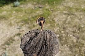 Attēlu rezultāti vaicājumam “Psilocybe sp.”