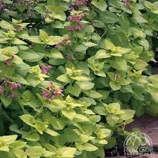 Attēlu rezultāti vaicājumam “Lamium maculatum”