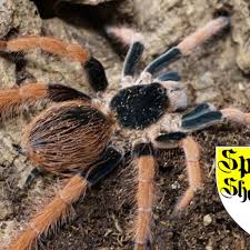 Attēlu rezultāti vaicājumam “Colloderma robustum”