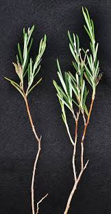 Attēlu rezultāti vaicājumam “Andromeda polifolia leaf”