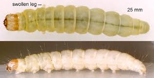 Attēlu rezultāti vaicājumam “Diurnea fagella”