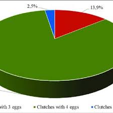 Attēlu rezultāti vaicājumam “Scolopax rusticola eggs”