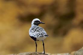 Attēlu rezultāti vaicājumam “Pluvialis squatarola adult”