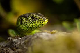Attēlu rezultāti vaicājumam “Lacerta agilis male”