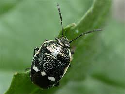 Attēlu rezultāti vaicājumam “Eurydema oleracea”