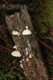 Attēlu rezultāti vaicājumam “Antrodia albida”