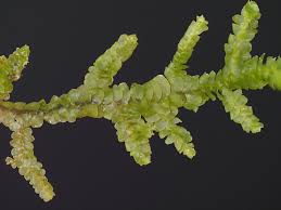 Attēlu rezultāti vaicājumam “Porella platyphylla macro”