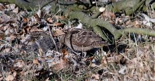 Attēlu rezultāti vaicājumam “Scolopax rusticola nest”