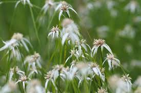 Attēlu rezultāti vaicājumam “Carex cespitosa flower”