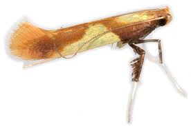 Attēlu rezultāti vaicājumam “Caloptilia alchimiella”