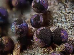 Attēlu rezultāti vaicājumam “Lamproderma ovoideum stalked”