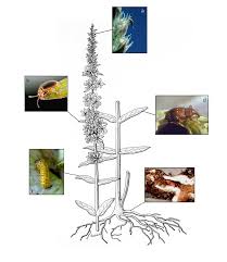 Attēlu rezultāti vaicājumam “Lythrum salicaria fruit”