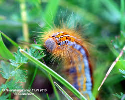 Attēlu rezultāti vaicājumam “Malacosoma castrensis”