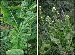 Attēlu rezultāti vaicājumam “Armoracia rusticana leaf”