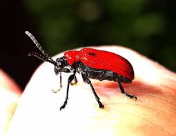 Attēlu rezultāti vaicājumam “Lilioceris lilii”