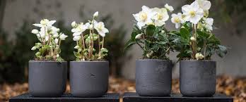 Image result for Christrose