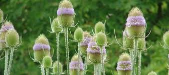 Attēlu rezultāti vaicājumam “Dipsacus fullonum fruit”
