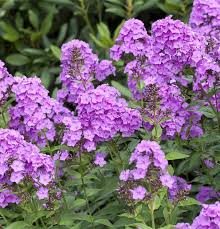 Image result for Phlox (großblumig)