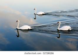 Image result for Sussex Swans