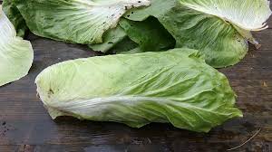 Image result for Zichorie