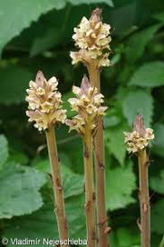 Attēlu rezultāti vaicājumam “Orobanche reticulata flower”