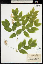 Attēlu rezultāti vaicājumam “Lathyrus laevigatus”